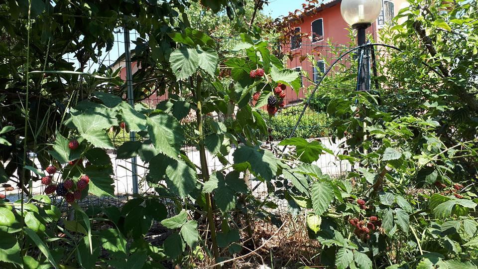 Quadrifoglio Relax Guest House San Dona di Piave Exterior photo